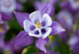 Aquilegia ar purpursarkanām ziedlapiņām