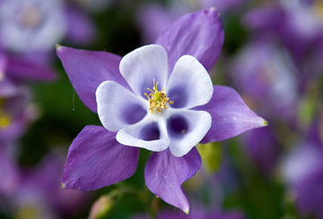 Aquilegia su violetiniais žiedlapiais