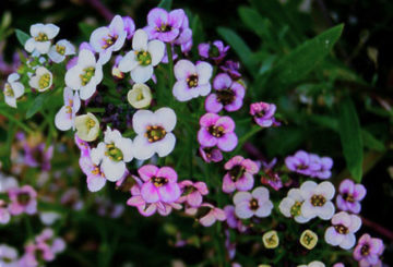 Įvairių atspalvių „Alyssum“ gėlės