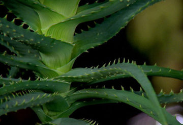 Aloe vera csomagtartó