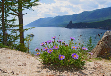 Áster alpino na costa do Baikal