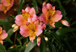 Alstroemeria цветя