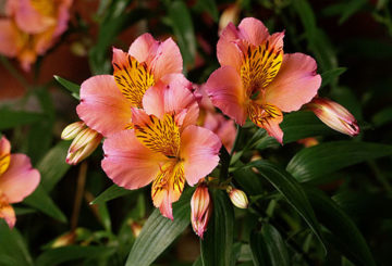 Fleurs d'Alstroemeria