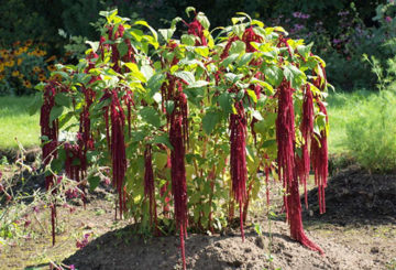 Amarante en fleurs