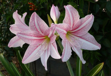 Amaryllis putih dengan jalur merah jambu