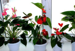 Blooming anthuriums on the windowsill