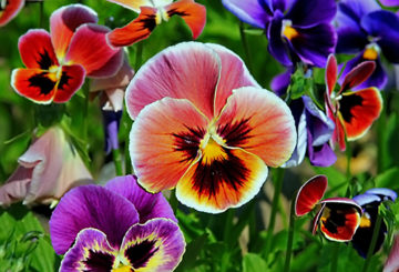 Pansies pelbagai warna