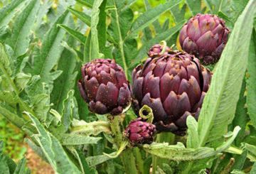 Artichoke ungu