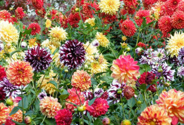 Asters dari pelbagai jenis