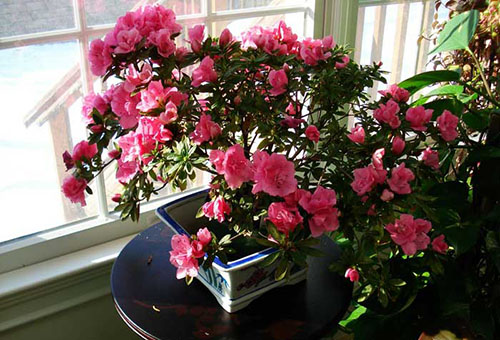 Blooming azalea in the apartment