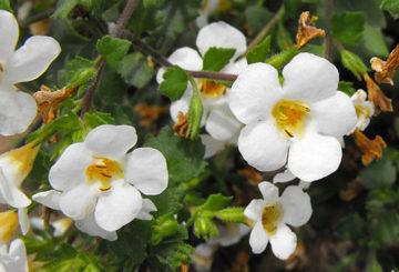 Bacopa gėlės