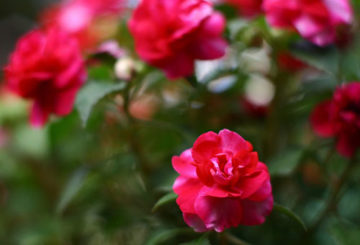 Baume en fleurs