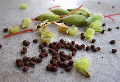 Реколтирани градински семена от балсам