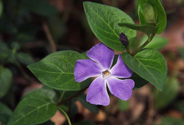 Periwinkle yang mekar