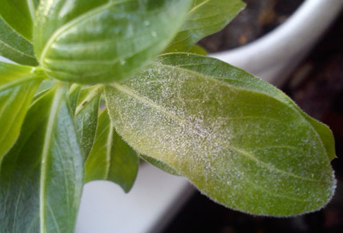 Mucegai pudră pe o frunză de periwinkle