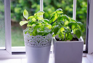 Basil sur le rebord de la fenêtre