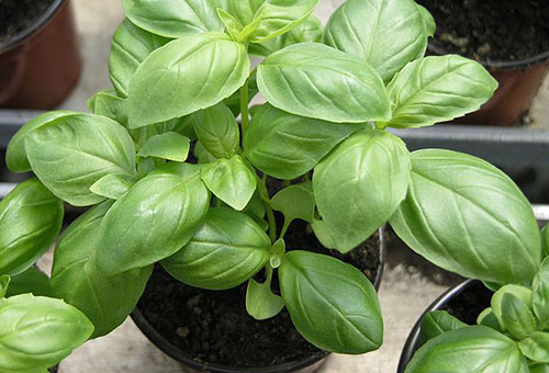 Potted basil