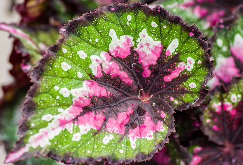 Begonia de fullatge decoratiu