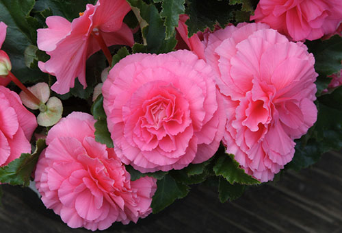 Flors rosades de begònia