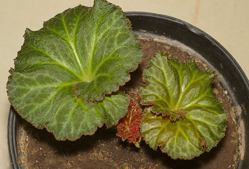 Young begonia