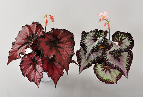 Begonias de follaje decorativo