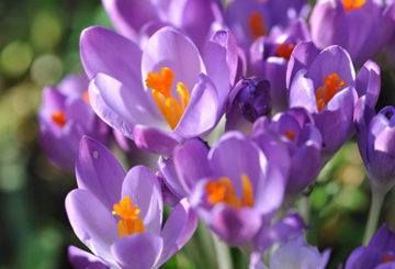 Colchicum virágok