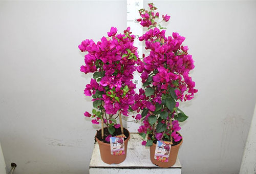Bougainvillea in pots after purchase