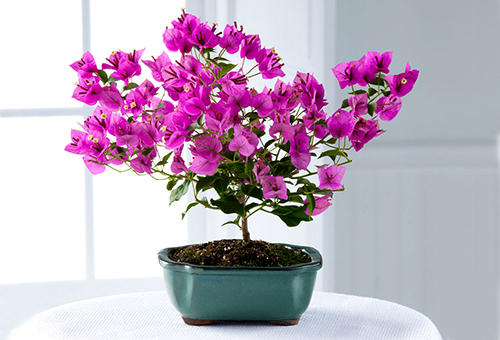 Blooming bougainvillea at home