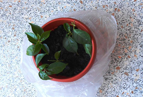 Rooted bougainvillea cuttings