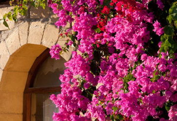 Bougainvillea op de gevel van het gebouw