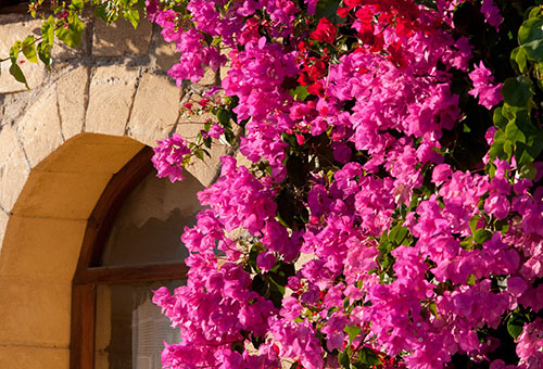 Bougainvillea on the facade of the building