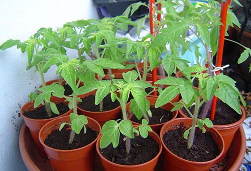 Seedlings of tomatoes in bowls