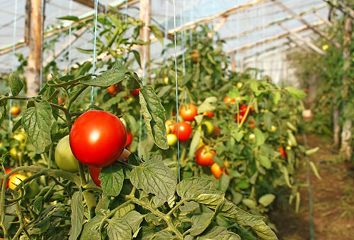 Tomato di rumah hijau