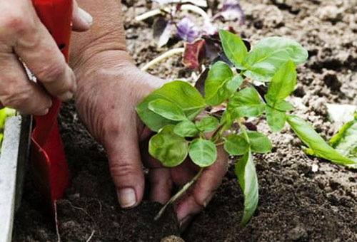 Plantar una albahaca en un jardín