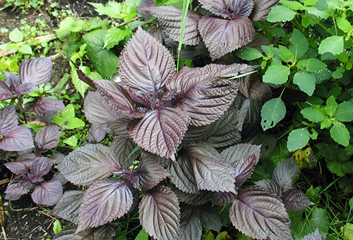 Basilic dans le jardin