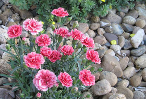 Bụi hoa cẩm chướng lâu năm