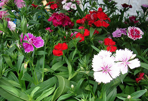 Multicolored garden carnations