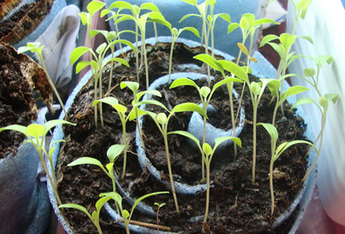 Tomato tumbuh dalam siput