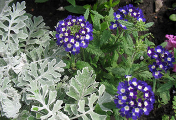 Verbena com flores brancas e azuis