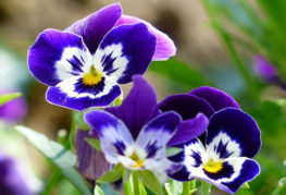 Viola květiny