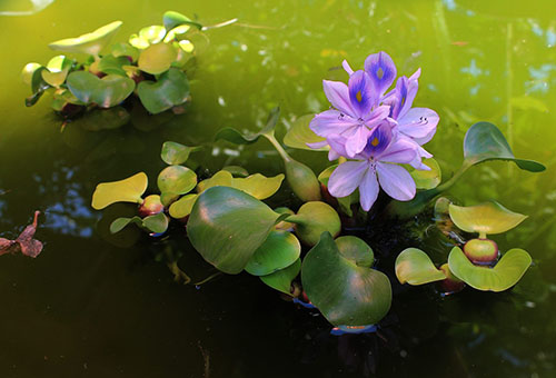 Blommande vattenhyacint
