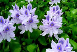 Kvetoucí vodní hyacinty