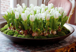 Low growing tulips at home