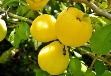 Frutas Chaenomeles