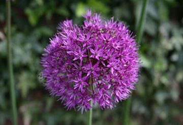 Allium busur hiasan