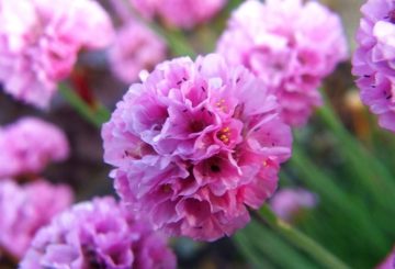 Bunga Armeria