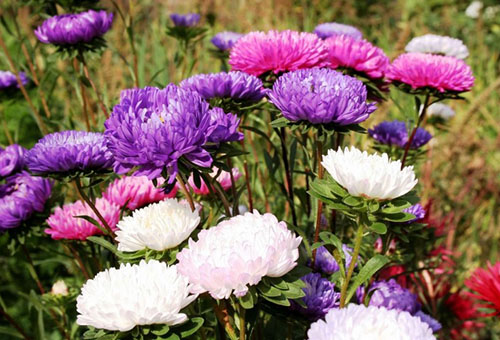 Asters multicolores