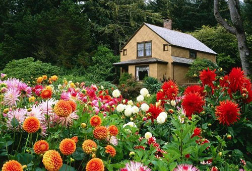 Asters et dahlias