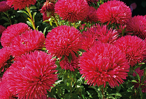 Asters rouges