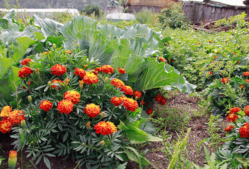 Marigolds in cabbage
